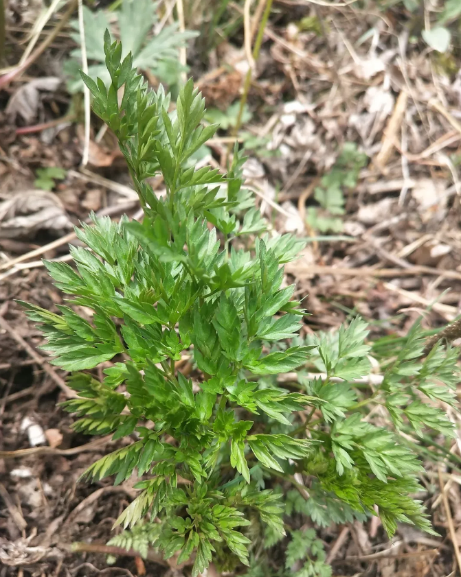 1562828379442965.png blob.png