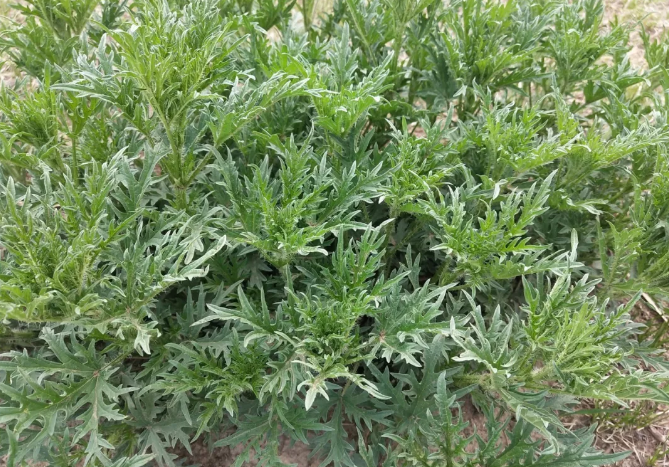 1562828392141874.png blob.png