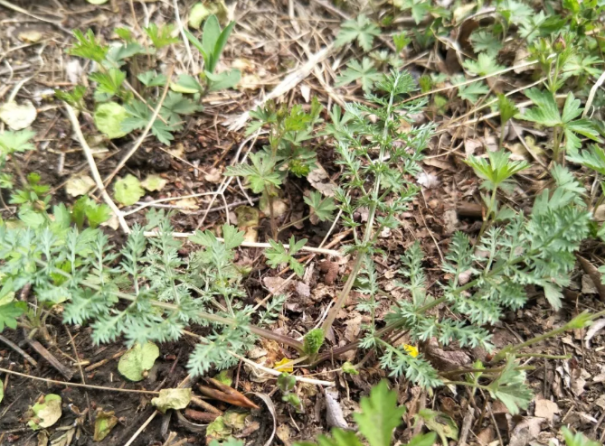 1562828406982667.png blob.png