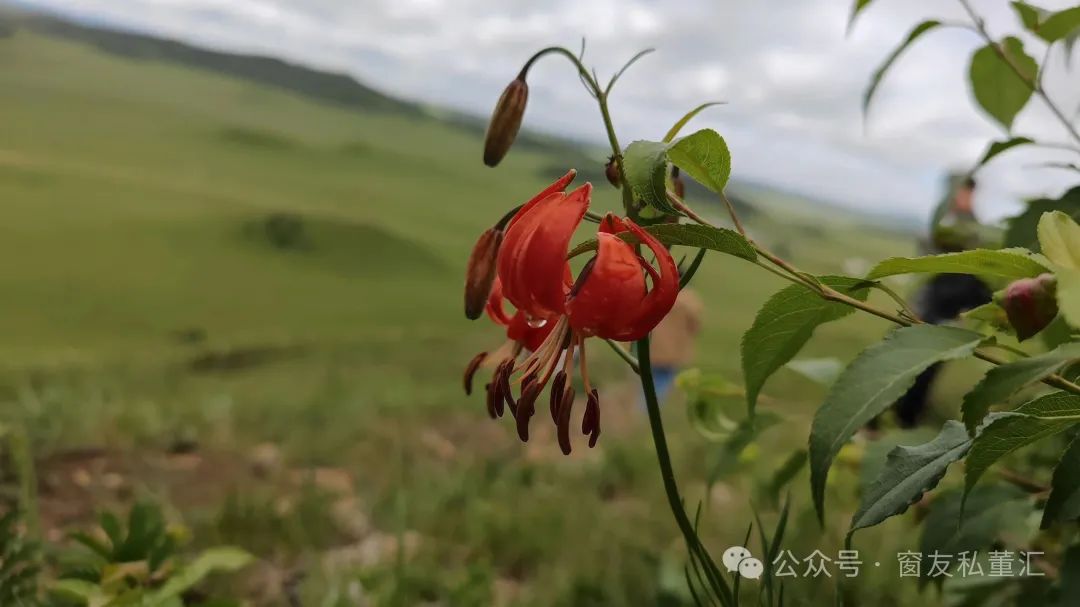 1750404046587728.jpg 640 (22).jpg