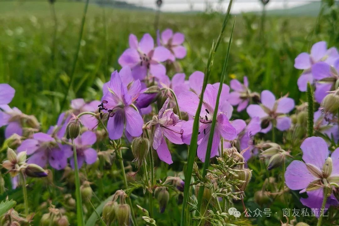 1751592685680737.jpg 微信圖片_20250704092733.jpg