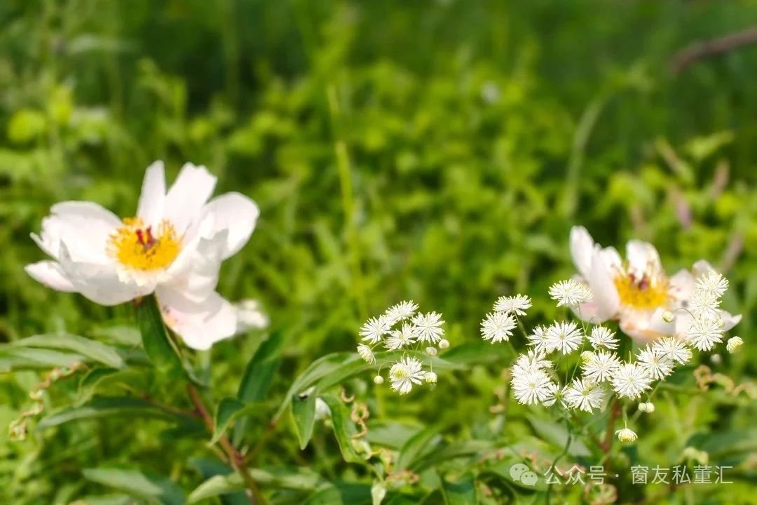 1751592691498441.jpg 微信圖片_20250704092736.jpg