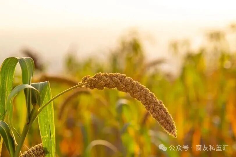 1756780534768193.jpg 微信圖片_20250902103237.jpg