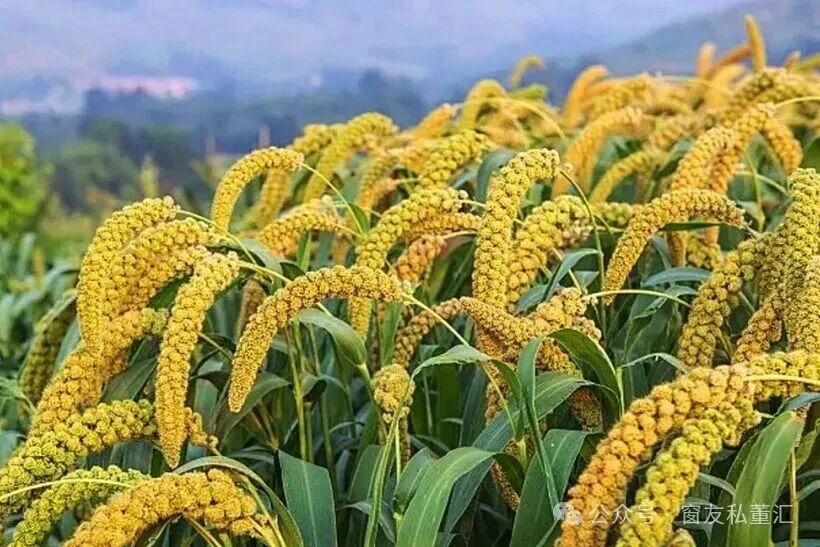 1756780631337519.jpg 微信圖片_20250902103645.jpg